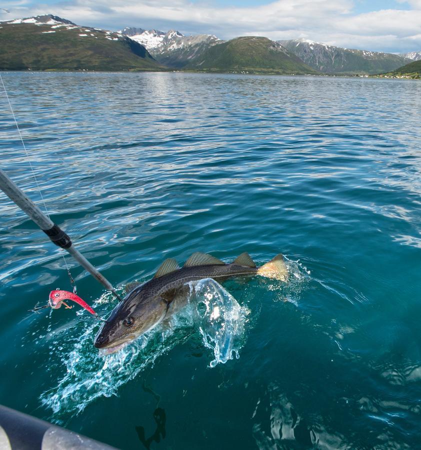 Vikran Vacation: Sea Fishing And Northern Lights Exteriör bild